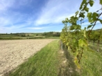 Weinkeller mit Presshaus u. landwirtschaftlichen Flächen! - Landwirtschaftliche Idylle