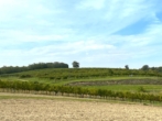Weinkeller mit Presshaus u. landwirtschaftlichen Flächen! - Ackerfläche & Wiese